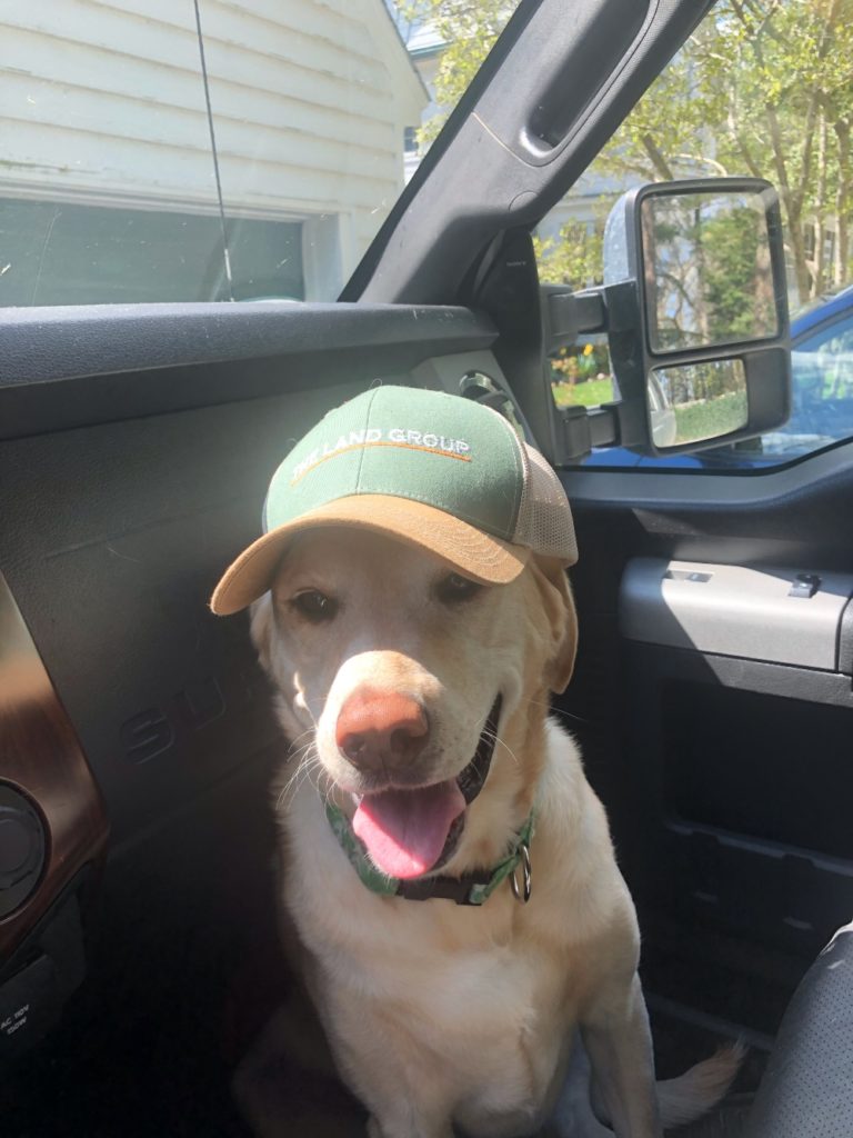 yellow lab wearing the land group hat