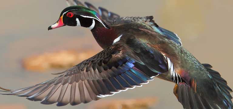 Aix sponsa, the wood duck, the Carolina duck and also sometimes referred to by old timers as “summer ducks”.