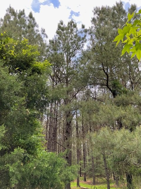 a dirt road in the middle of a forest