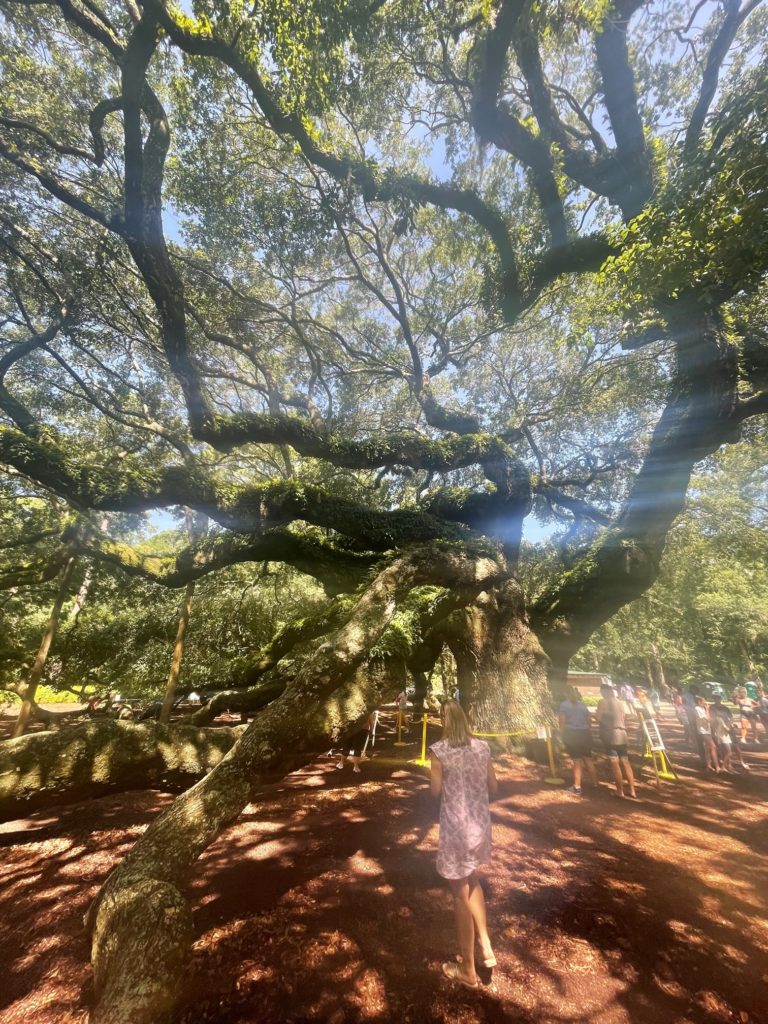 a person standing under a large tree in a park