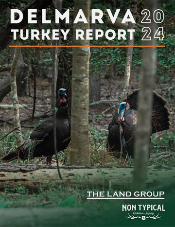two turkeys in the woods with trees in the background