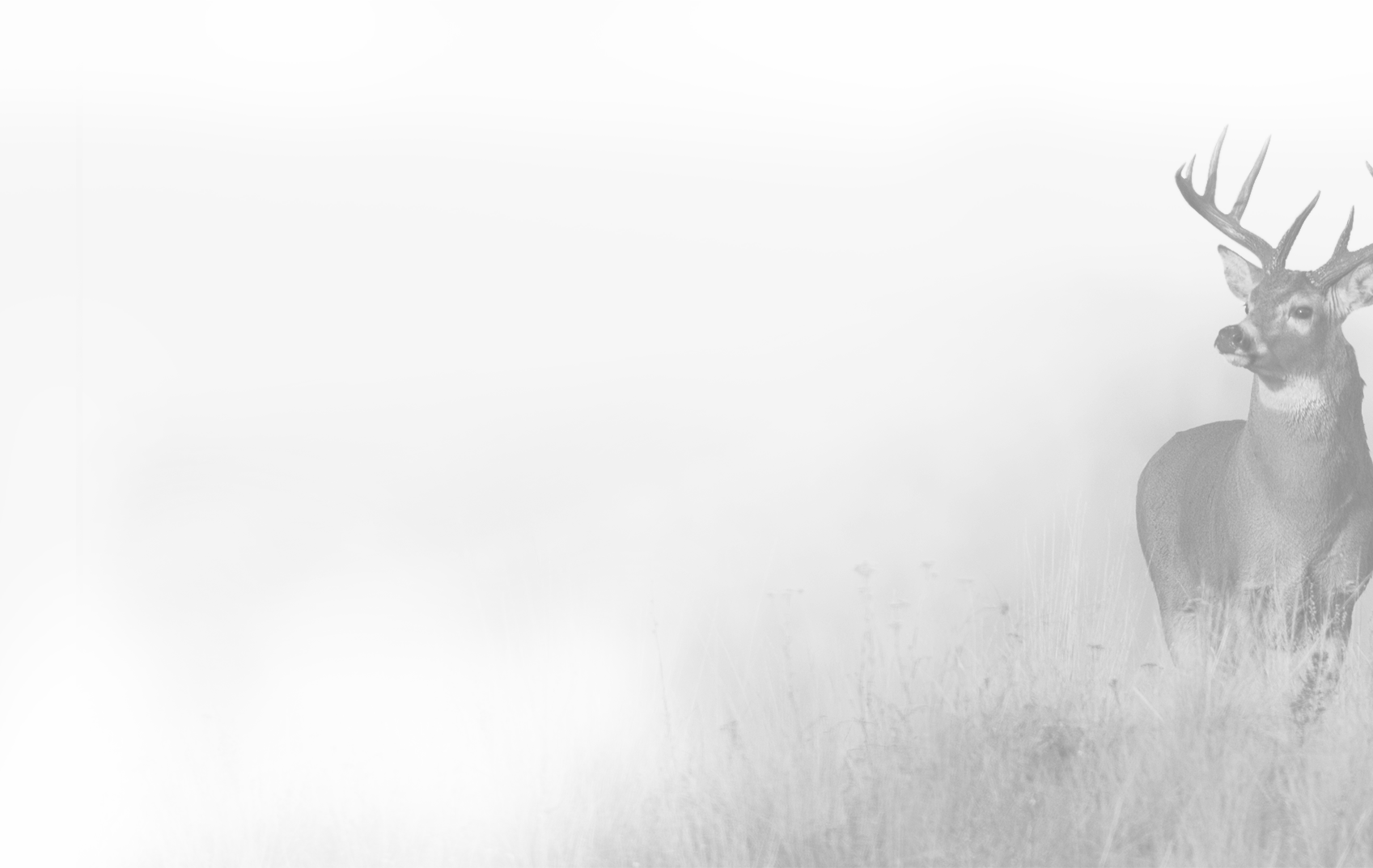 a black and white photo of a deer in the fog