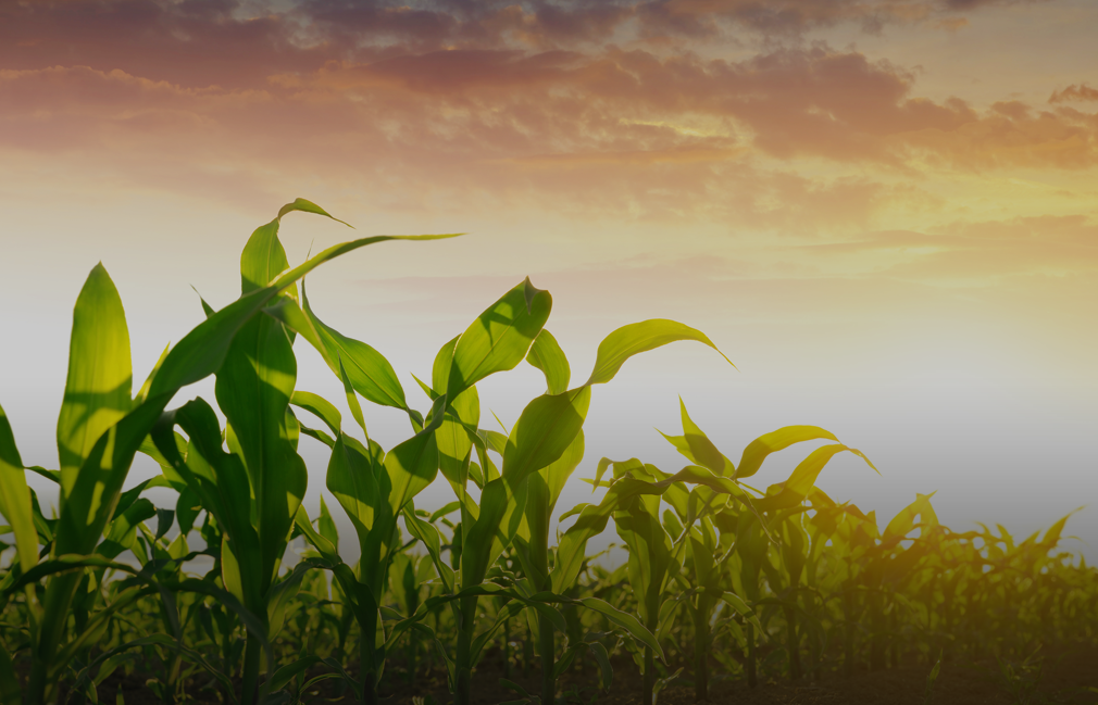 a field of corn with the sun setting in the background