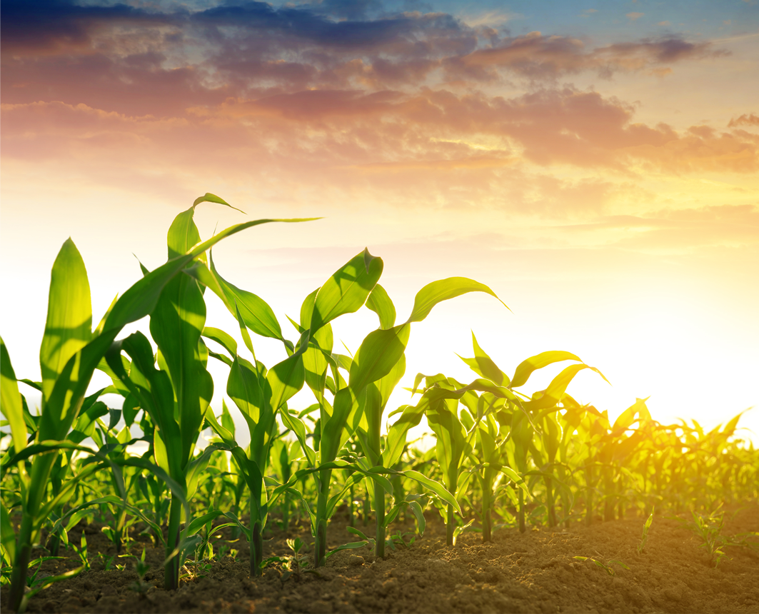 a field of corn with the sun setting in the background