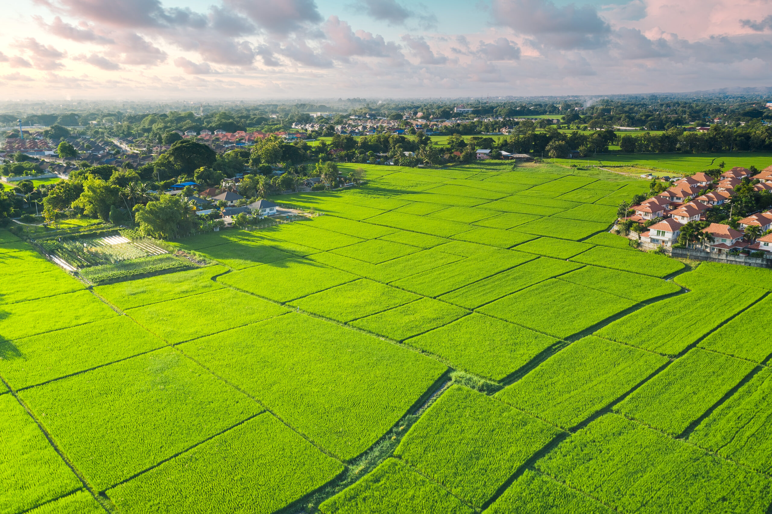 an aerial view of a lush green field