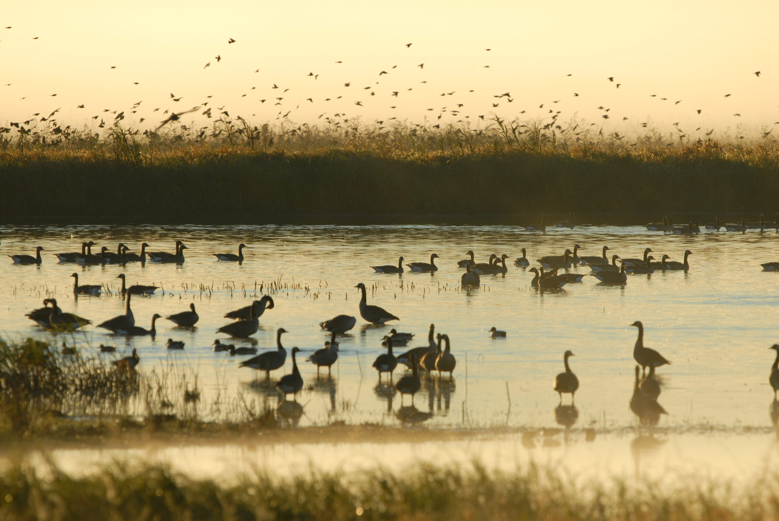 a flock of birds standing on top of a lake