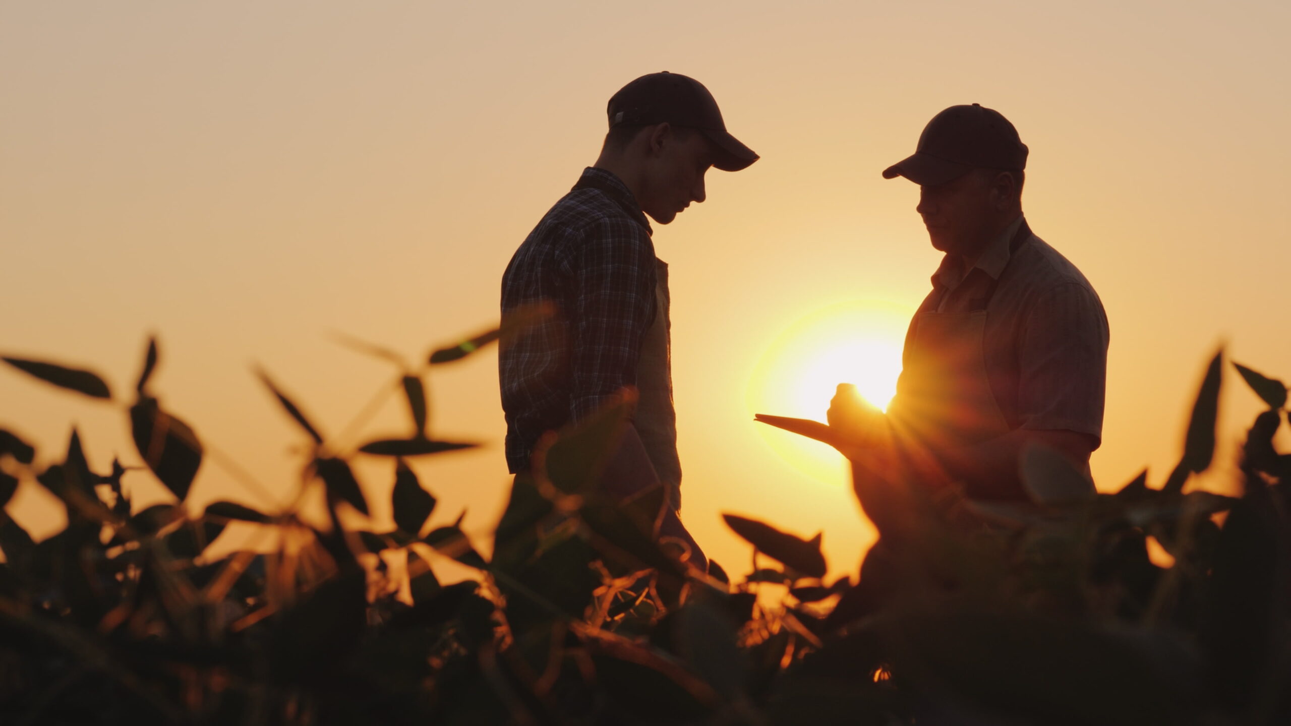 two men standing in a corn field at sunset