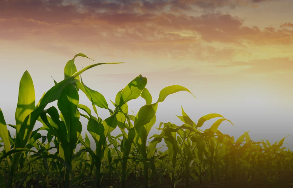 a field of corn with the sun setting in the background