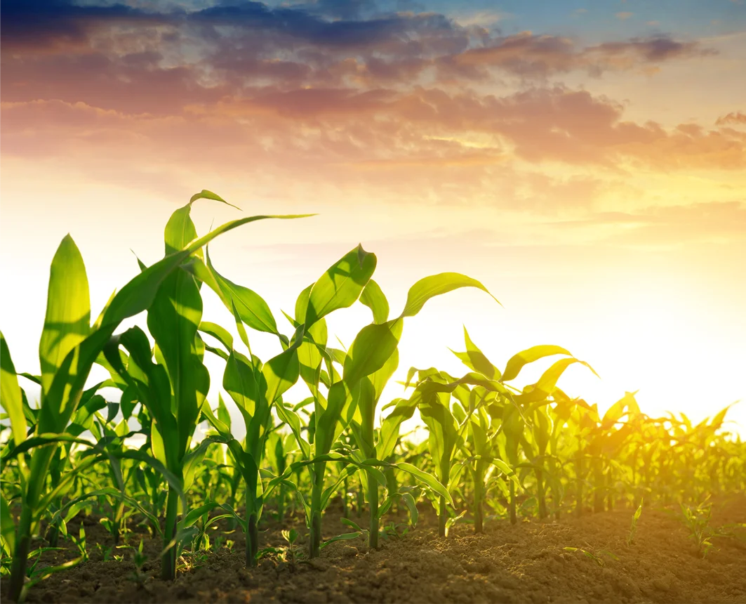 a field of corn with the sun setting in the background